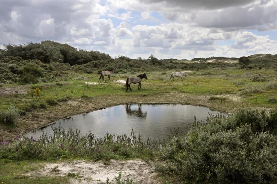 Vakantiehuisje De Panne Vlak Aan Plopsaland En De Zee Экстерьер фото